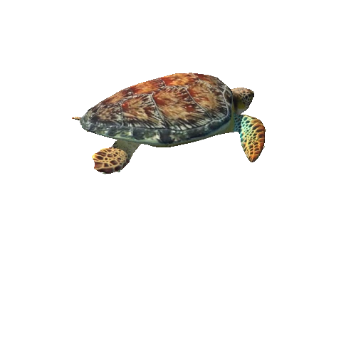 2538625+turtle_7 (1)